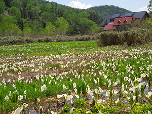 栂池自然園